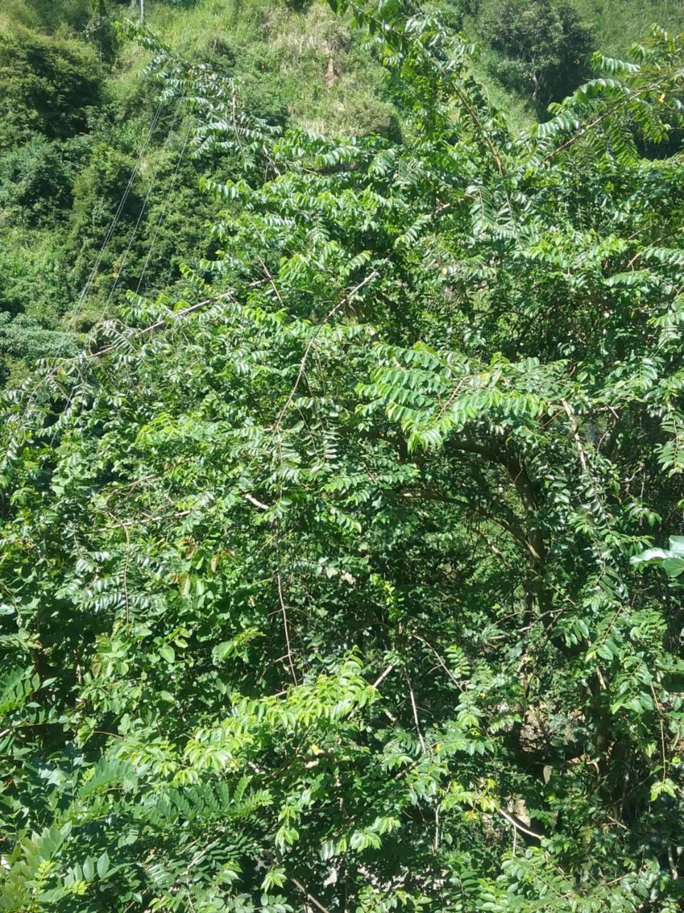 Jungle Face Inn Элла Экстерьер фото